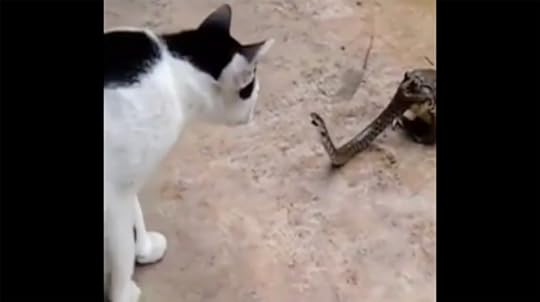 cat, snake, toad