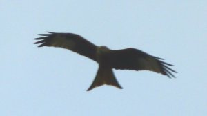 kites 127