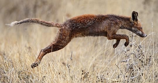 Vulpes_vulpes,_Red_Fox,_Zorro.jpg (4532×2388)