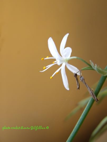  photo GEDC2162rcredit_zps3xbod2p7.png