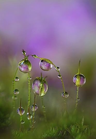 Shades of Lavender15
