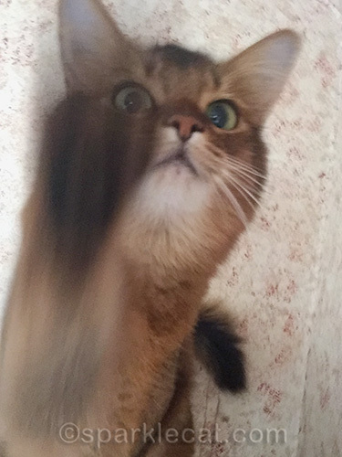 somali cat getting ready to do selfie