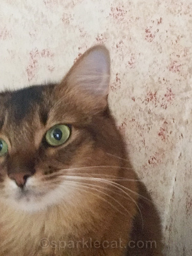 off-center somali cat selfie