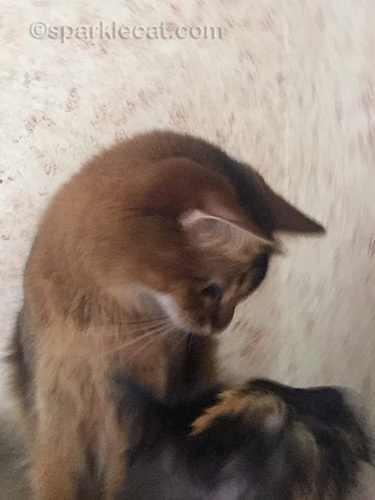 somali cat getting interrupted by tortoiseshell cat