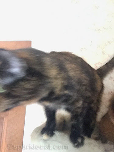 tortoiseshell cat interrupting somali cat selfie photo shoot