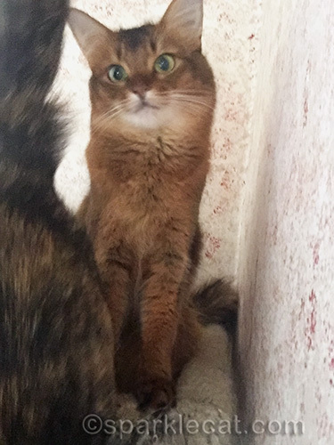somali cat watching tortoiseshell cat leave cat tree