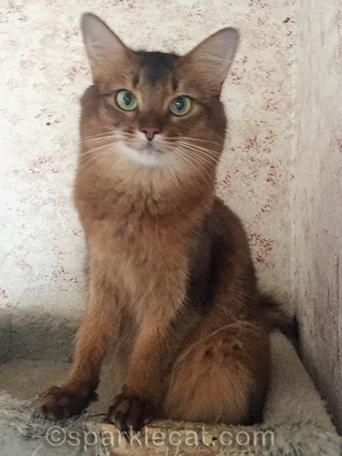 slightly annoyed somali cat selfie