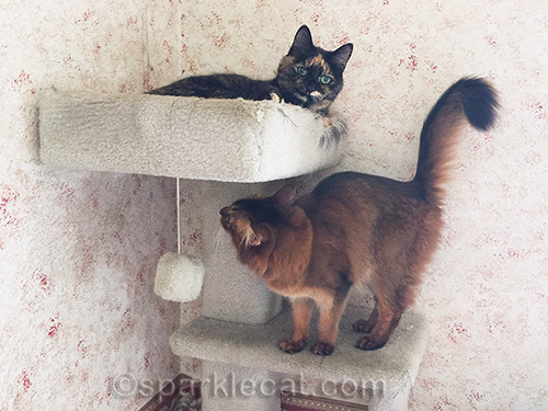 somali cat and tortoiseshell cat on old cat tree
