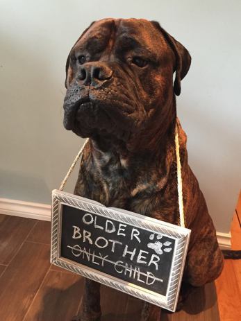 Briggsolder brother