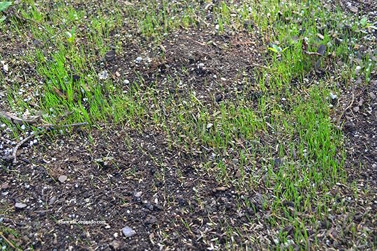 Eco Lawn Grass Sprouts