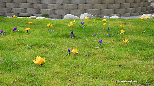 Eco Lawn with Bulbs in Spring