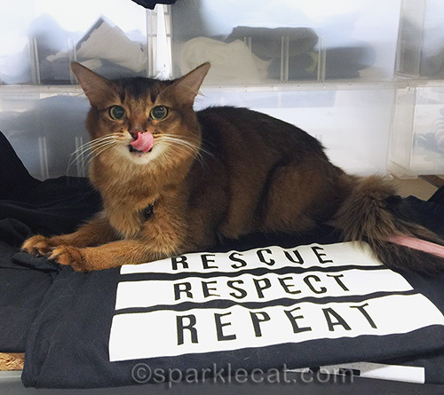 somali cat resting on tee shirts from Arm the Animals