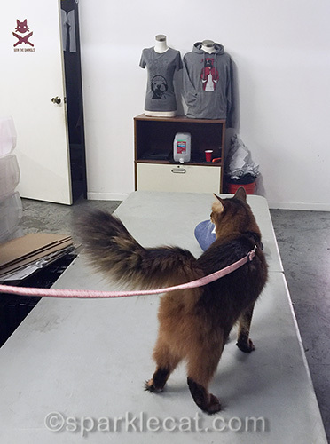 somali cat at Arm the Animals Clothing offices