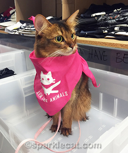 somali cat wearing pink Arm The Animals bandana