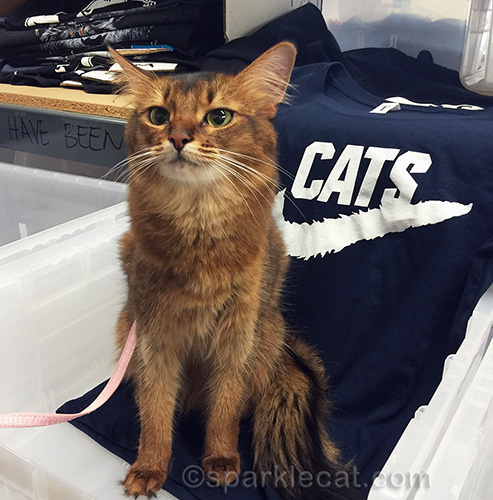 somali cat posing with navy blue Cats logo T-Shirt from Arm The Animals
