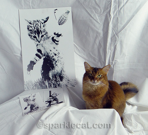 somali cat posing with Arm The Animals poster and stickers