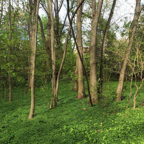 Forest 2 1000