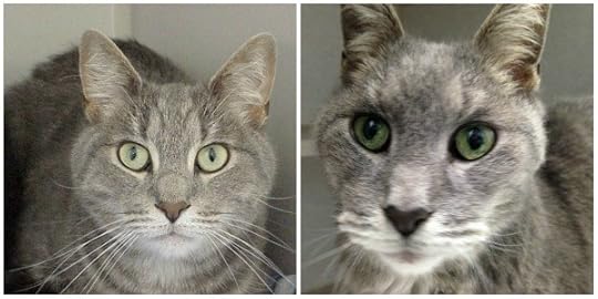 feline-hyperthyroidism