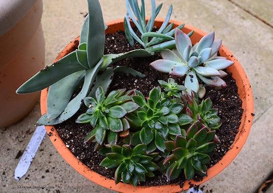 Succulent Container Garden