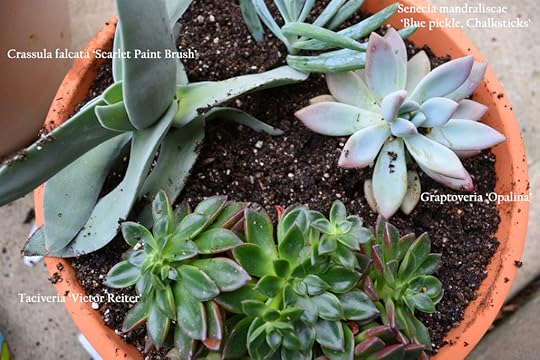 Succulent Container Garden Plants Labeled