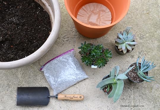Succulent Garden Plants and Containers