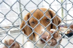 shelter dog
