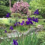 iris and rhododendron
