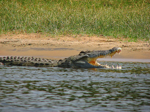 800px-Crocodylus_niloticus6.jpg