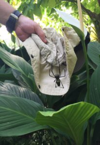 singapore spiders