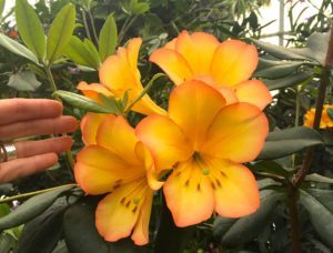 flower 1