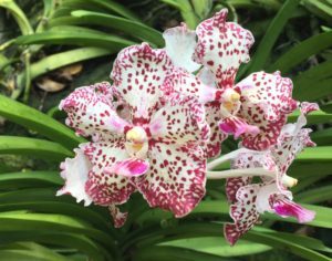 spotted orchid
