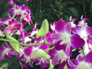 purple orchids