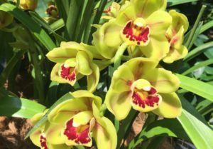 yellow orchids