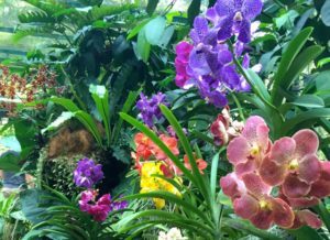 orchids