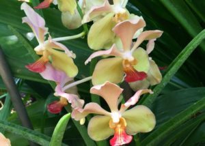 fancy orchid