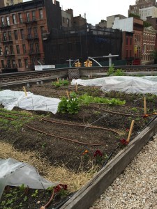Rosemary's rooftop garden