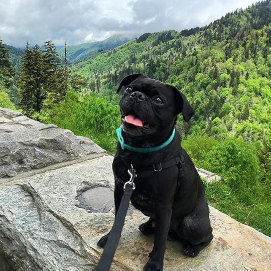 13116662_1113659778692389_918798480_n