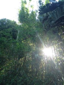 bamboo picture