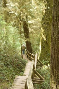 Boardwalk in the rainforest of Long Beach Nat. Park, Tofino BC