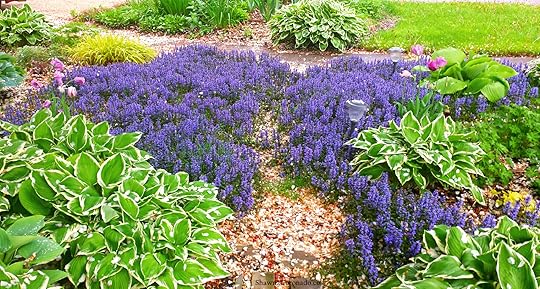 Chocolate Chip Ajuga Groundcover