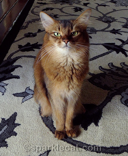irked somali cat