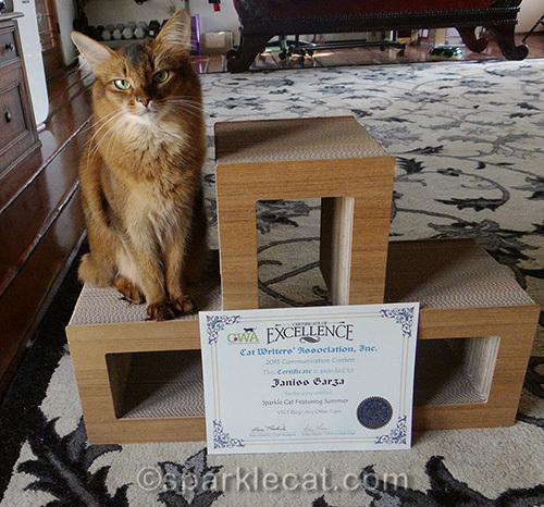 annoyed somali cat with CWA Certificate of Excellence