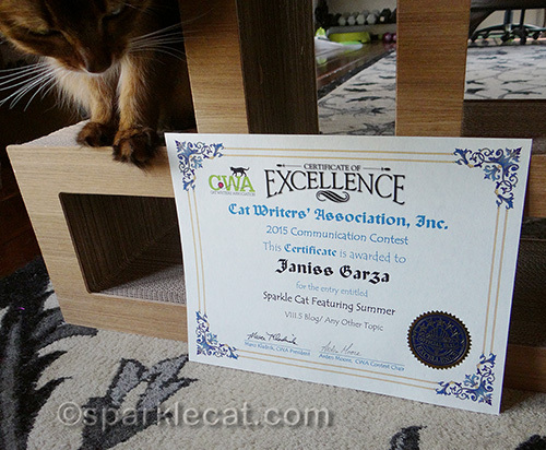 somali cat staring at CWA Certificate of Excellence