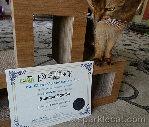 somali cat looking at corrected CWA Certificate of Excellence