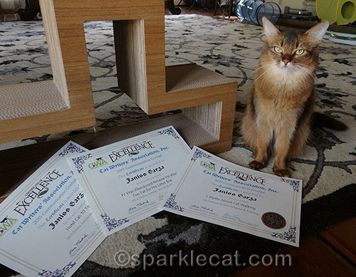 somali cat posing with CWA certificates of excellence