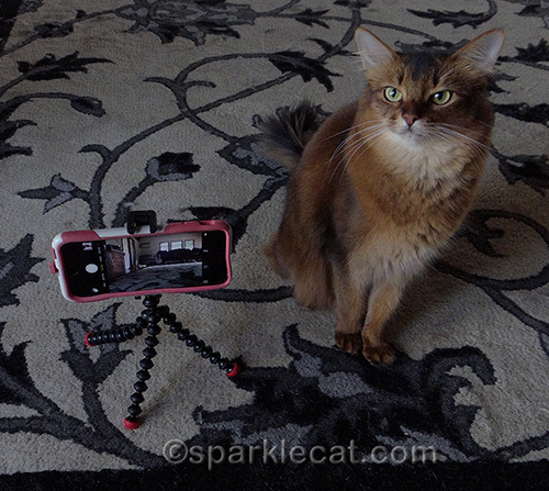 somali cat posing with iPhone on tripod