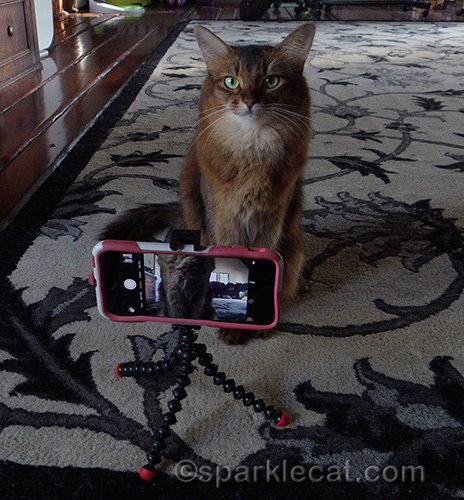 somali cat sitting in front of an iPhone on a tripod