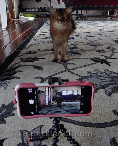 somali cat posing for the iPhone