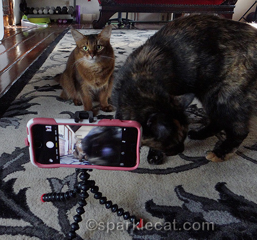 somali cat is photobombed by tortoiseshell cat