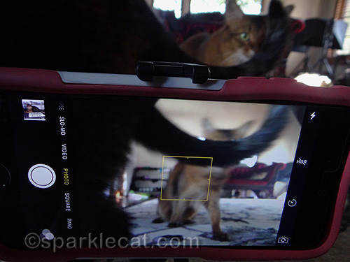 tortoiseshell cat getting in between an iPhone and a somali cat